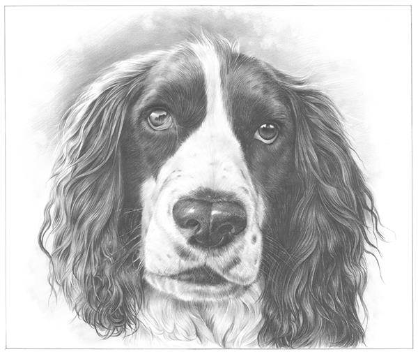 Hand Drawn Pencil Sketch