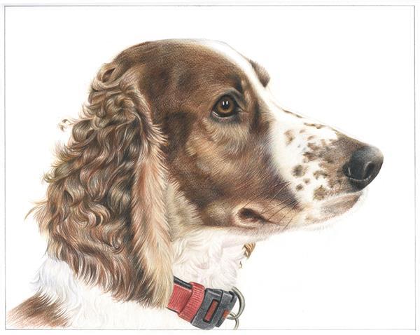 Hand Drawn Colored Pencil Dog Portrait from Photo,by myDaVinci