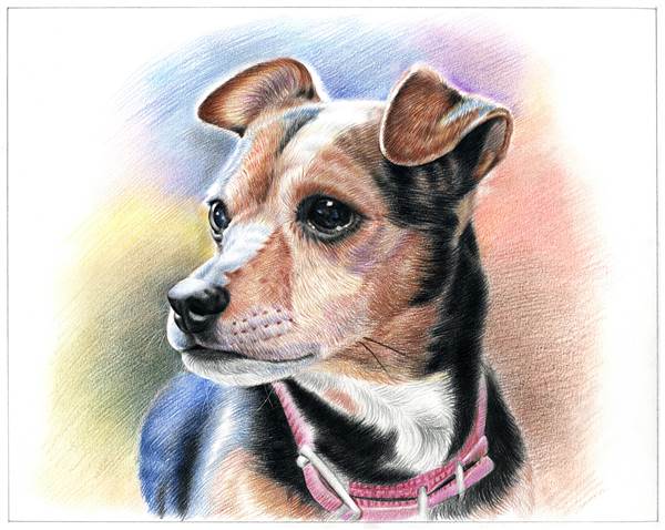 Hand Drawn Colored Pencil Portrait of A Cute Brown Dog,by myDaVinci | myDaVinci