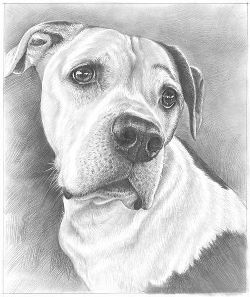 hand drawn dog pencil sketch portrait from photo,by myDaVinci