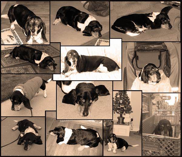 Photo Collage from Photos | myDaVinci