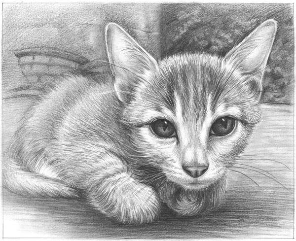 Hand Drawn Pencil Sketch of A Cat from A Photo | myDaVinci