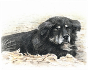 Hand Drawn Colored Pencil Portraits from Photos | Colored Pencil Drawings from Photos