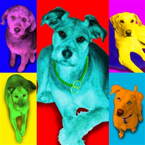 Pop Art 4 Panels Portrait from Photo