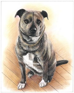 Color Pencil Sketch from Photo | Custom Color Pencil Portrait