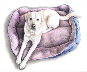 Hand Drawn Colored Pencil Portraits from Photos | Colored Pencil Drawings from Photos