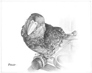 Hand Drawn Pencil Portraits from Photos | Pencil Portrait Drawing | Pencil Sketch Artists