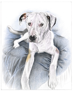 Hand Drawn Colored Pencil Portraits from Photos | Colored Pencil Drawings from Photos