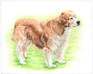 Hand Drawn Colored Pencil Portraits from Photos | Colored Pencil Drawings from Photos