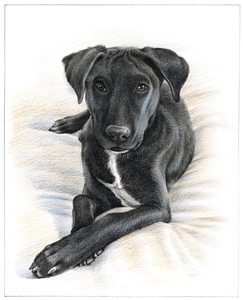 Hand Drawn Colored Pencil Portraits from Photos | Colored Pencil Drawings from Photos