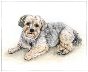 Hand Drawn Colored Pencil Portraits from Photos | Colored Pencil Drawings from Photos