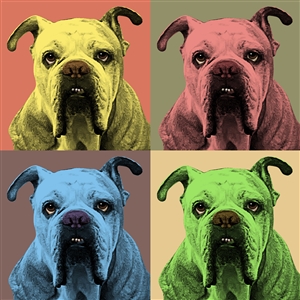 Pop Art 4 Panels Portrait from Photo