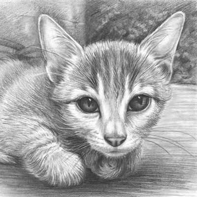 Hand Drawn Pencil Sketch of A Cat from A Photo - myDaVinci