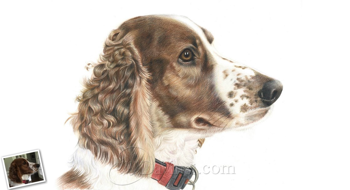 Hand Drawn Color Pencil Sketch of A Brown Dog from A Photo | myDaVinci