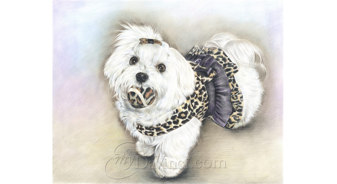 Hand Drawn Color Pencil Portrait of A Little Cute White Dog Biting A Thread Ball,by myDaVinci | myDaVinci