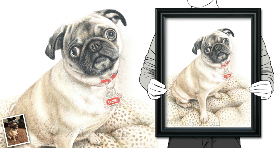 Hand Drawn Color Pencil Portrait of A Bull Dog,by myDaVinci | myDaVinci