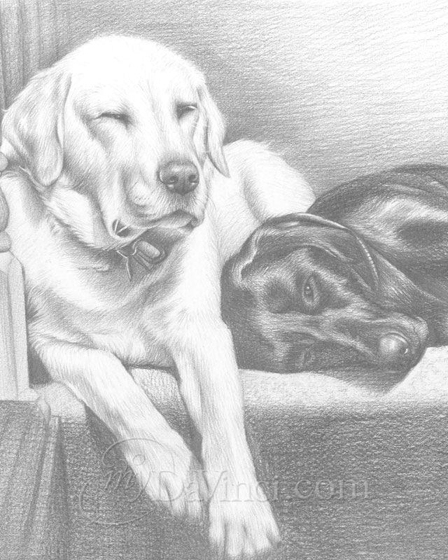 Dog Drawing critique – Drawing from Line to Life