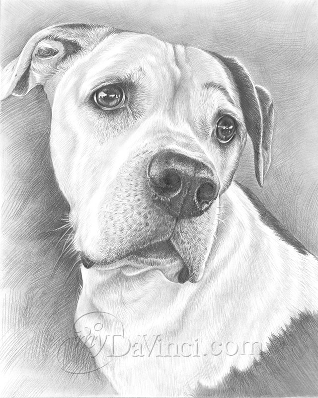 Pet Portrait Personalized Pet Drawing Custom Pet Sketch Dog Remembrance Gift