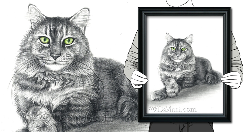 Hand Drawn Pencil Portrait of A Cat with Color Accent,by myDaVinci | myDaVinci
